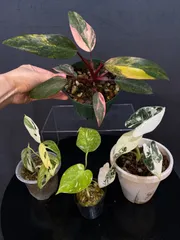 お得4点セットのサムネイル