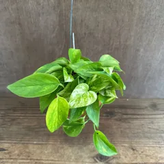 【パルムポット】ポトス ハッピーデー 現品  オリジナル パルムポット 観葉植物 観葉 植物 つる性植物 つる性 ハンギング 吊るす 吊り下げ インテリア プレゼント 斑 黄斑