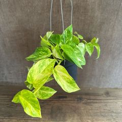 サンセベリア ブンルートーチ ハイブリット③ Sansevieria bunlue