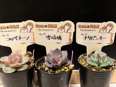 龍鱗蓮華 おらいさん苗 札なし 抜き苗 - メルカリ