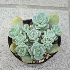 多肉植物 》白牡丹 カット苗セット - メルカリ