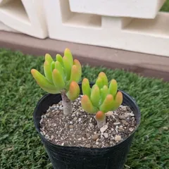 多肉植物セダム属　八千代のサムネイル