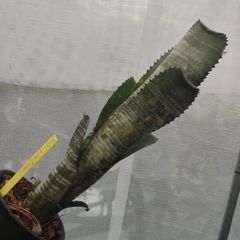 ブロメリア billbergia toneprai spot grow - メルカリ