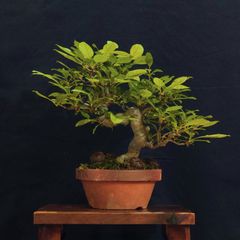 盆栽 『グミ』、樹高52cm。 - メルカリ