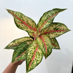 KURO様 アグラオネマ ピンクメロン 観葉植物 - メルカリ