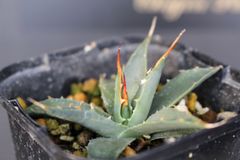 魅惑の激レア☆Agave nussaviorum☆アガベ ナサビオラム種子20粒