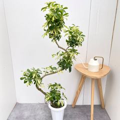 現品］14番 シェフレラグランディ 曲がり 8号 観葉植物 斑入り 室内