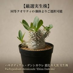 パキポディウム デンシカウレ 恵比寿大黒　牛乳植物さんのミルク鉢+富士砂仕立て パキポディウム デンシカウレ 恵比寿大黒 牛乳植物さんのミルク鉢+富士