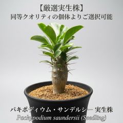 □2026新着！パキポディウム ウィンゾリー種子5粒【最高グレードロット