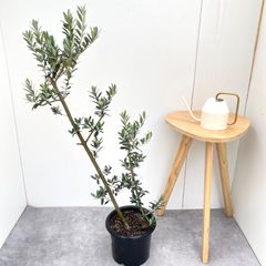 オリーブの木 ブガ 接木 希少品種 植物 シンボルツリー - メルカリ