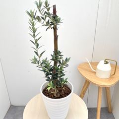オリーブの木 ネバディロブランコ スクエア型テラコッタ鉢植え 苗