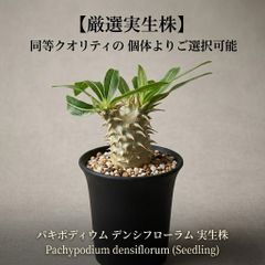 今月入荷！希少純血【マダガスカル系 パキポディウム ウィンゾリー新