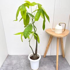 ② パキラ 編み 8号特大苗木最高等級極上品‼️ - メルカリ