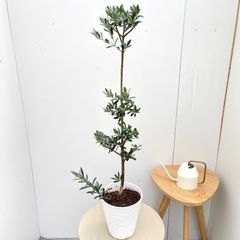 オリーブの木 サウスオーストラリアベルダル 6号 約120cm NO.974