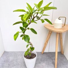 ⑭　フィカス　ベンガレンシ　7号 最高等級極上品‼️ ⑭ フィカス ベンガレンシ 7号 最高等級極上品‼️ - メルカリ