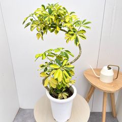 美株】シェフレラ・ソフィア 斑入り 古木仕立て 観葉植物① - メルカリ