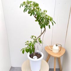オキナワニッケイ カラキ 苗 (琉球シナモン) 常緑樹 鉢ごと発送 - メルカリ