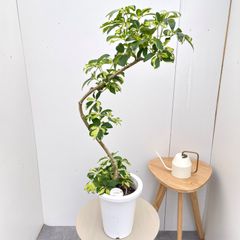 引取特価】【美しい】破格！斑入りフランスゴムの木約100cm 8号鉢
