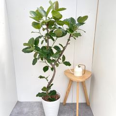 フィカス ウンベラータ 144cm S-shaped tree form8号 - メルカリ