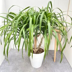 現品 トックリラン ポニーテール ノリナ 35番 インテリアグリーン 観葉