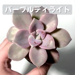 ③パープルディライト 多肉植物 グラプトベリア 属 6センチポット