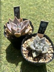 多肉植物 優木園 二点セット - メルカリ
