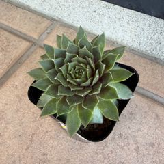 バニラシフォン センペルビウム 抜き苗 多肉植物 - メルカリ
