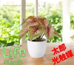 光触媒 人工観葉植物 ウォールグリーン フェイクグリーン カラジューム 