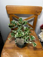 フィカス・スウィートハート　4号　斑入り　ゴムの木　観葉植物　インテリア　グリーン　オシャレ　ハート　可愛いのサムネイル