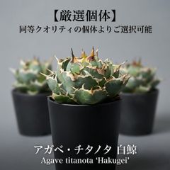 アガベ ポタトラム 風雷神Agave potatorum Furaijin発根済 - メルカリ