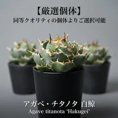 2026年最新】アガベ 白鯨 中株の人気アイテム - メルカリ