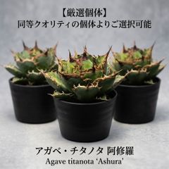 アガベ チタノタ 特大株の白鯨①直径約20cm 鉢ごと 短葉 強鋸歯