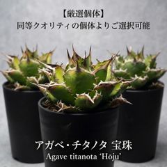 アガベ チタノタ 特大株の白鯨①直径約20cm 鉢ごと 短葉 強鋸歯