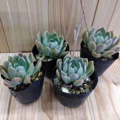 多肉植物 子持ち蓮華鏡花 ラスト 3鉢抜き苗 - メルカリ
