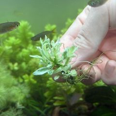 【超希少】 ホシクサ・クチホワイト 水中葉1株 　おまけ付き 超希少】 ホシクサ・クチホワイト 水中葉1株 おまけ付き 【公式通販】