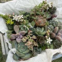 カット苗 詰め合わせ 多肉 寄せ植え 多肉植物 詰め合わせ 寄せ植えセット カット苗 (小) - メルカリ