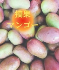 大容量10Kg 青マンゴー（摘果マンゴー）送料無料 沖縄県産 - メルカリ