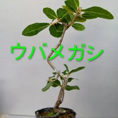 2026年最新】ウバメガシ 盆栽の人気アイテム - メルカリ