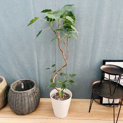 現品］N1 フィカス アムステルダムキング 8号 観葉植物 大型 室内