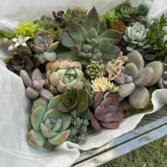 多肉植物 詰め合わせ 寄せ植えセット カット苗 (小)