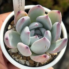 優木園さん 伊弉諾 イザナギ 多肉植物 抜き苗 - メルカリ