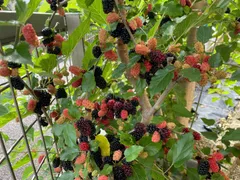 マルベリー　スイートマルベリー　苗　苗木　小さめ　割安　果樹苗　1苗のサムネイル