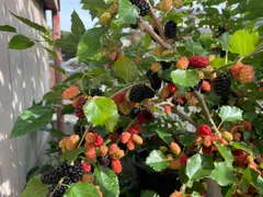 桑　桑の木　マルベリー　スイートマルベリー　挿木苗　中苗　2本のサムネイル