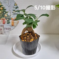 がじゅまる 空気清浄樹  ④のサムネイル