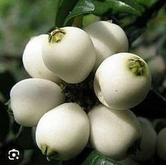 大特価 直輸入 ステファニア スベローサ 小球 コーデックス 塊根 植物