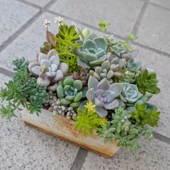 多肉植物　抜き苗　寄せ植えセット　10×7