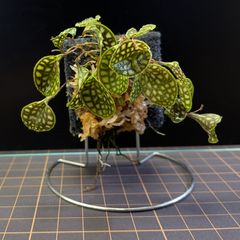 lepanthes calodictyon tea cup レパンテス原種洋蘭 - メルカリ