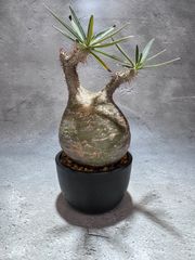 パキポディウム グラキリス　実生　塊根植物　鶴仙園　コーデックス　ハチラボ鉢 パキポディウム グラキリス 実生 塊根植物 鶴仙園 コーデックス