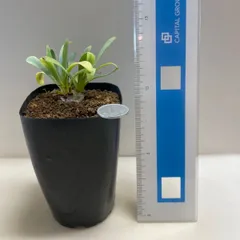 多肉植物　コーデックス　オトンナ　レトロルサ(レア)  抜き苗　根付きのサムネイル