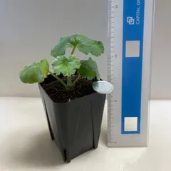 多肉植物　コーデックス　ペラルゴニウム　ミラビレ(実生＊小)  抜き苗　根付きのサムネイル